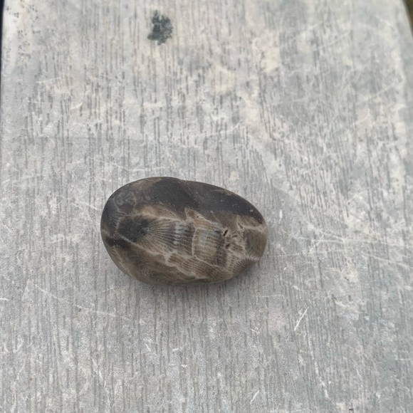 Petoskey stone - Picture 6 of 7